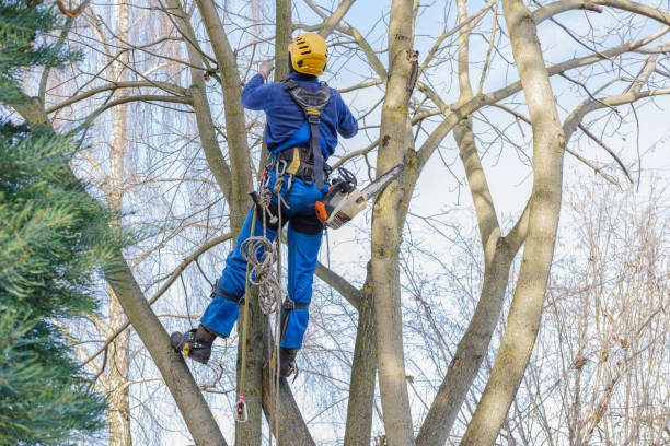 Professional Tree Removal Services in Ladoga, IN